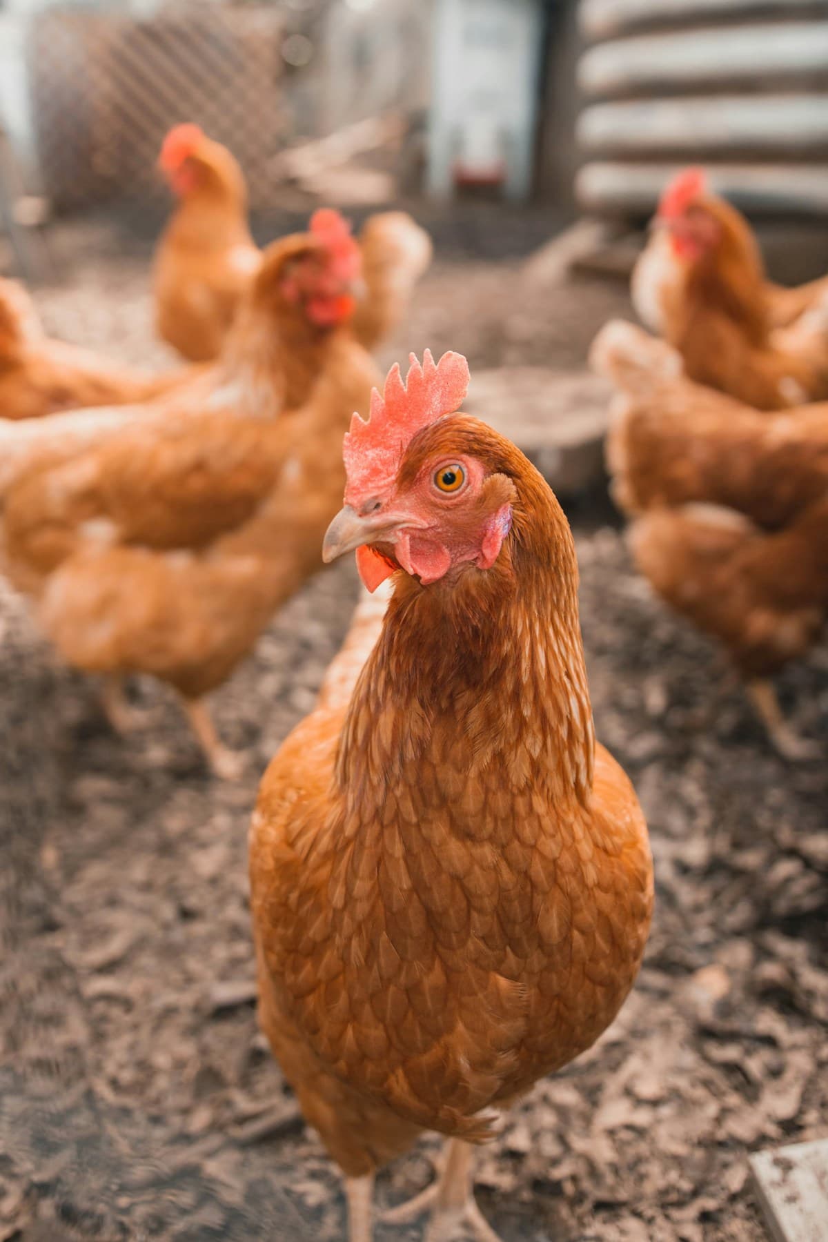 Poulet fermier