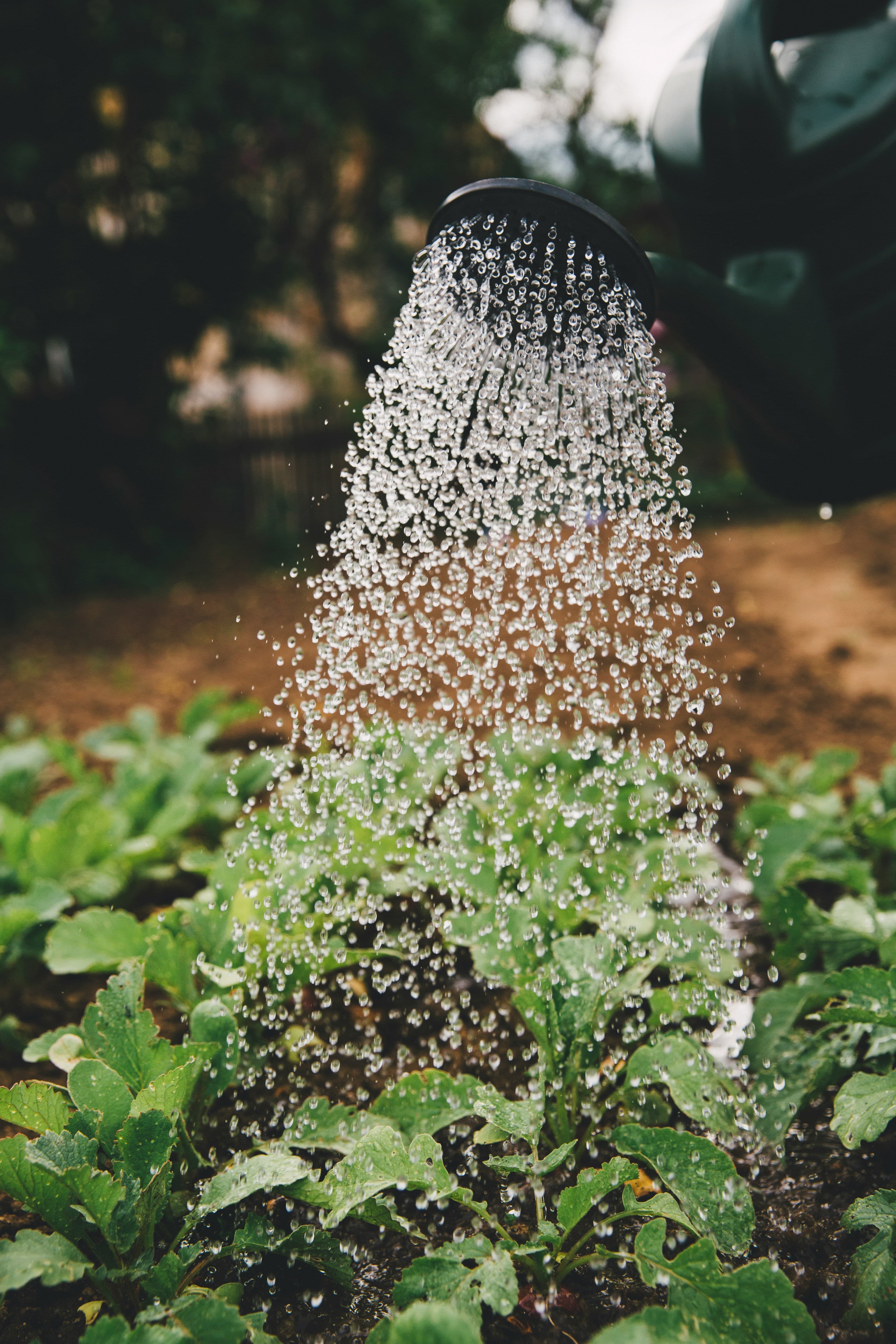 Rangées de cultures dans une exploitation agricole